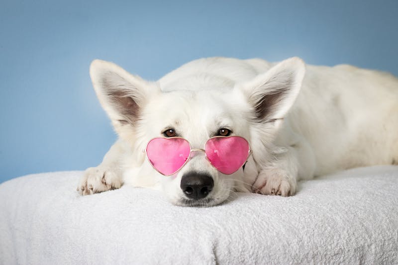 Lick Mat ventosa pavimento cane sereno